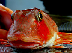 Anglų lietuvių žodynas. Žodis bony fish reiškia kaulų žuvis lietuviškai.