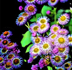 Sonnenberg Gardens & Mansion Historic Park ~ Canandaigua NY ~ Flower Cluster