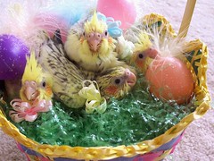 Happy Feathery Friday Easter Chicks!