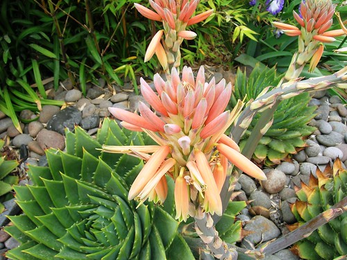 Spiral Aloe with Flowers