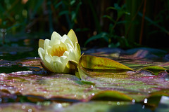 little yellow water lily