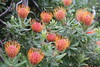Leucospermum vestitum - Botanischer Garten Berlin • <a style="font-size:0.8em;" href="http://www.flickr.com/photos/25397586@N00/19146983793/" target="_blank">View on Flickr</a>