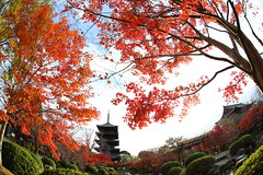 Autumn red in Kyoto