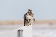 Rough Legged Hawk keeps watch