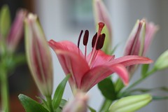 Lilies at Home