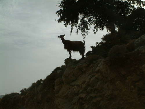 Chief goat on the lookout