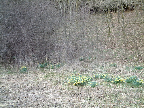 Daffodils (genus Narcissus)