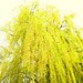 Photo: Salix vitellina var. pendula
