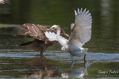 Juvenile Heron bullies juvenile Egret
