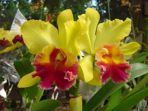 Orquides hermosas (Copiar)