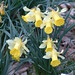 Narcissus Flowers / Daffodil