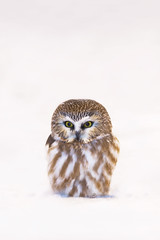 Petite nyctale \ Northern saw-whet owl