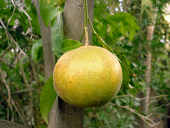 Anglų lietuvių žodynas. Žodis citrus reticulata reiškia citrusinių reticulata lietuviškai.