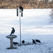 crows in the snow