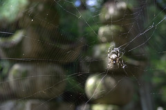 Spider in Oku-no-in Koya-San