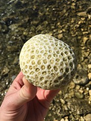 Found a stone with living coral!