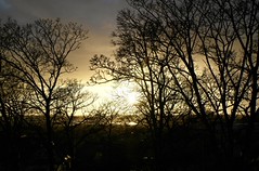 Sunset behind trees