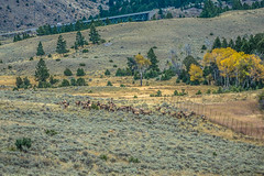 A huge herd of elk near Mammoth; Yellowstone NP