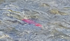 Spawning salmon - the prize catch for hungry bears