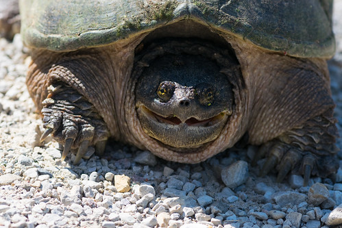 Snapping Turtle (Chelydra serpentina), From FlickrPhotos