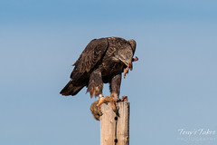 Bald Eagle devours Prairie Dog leg - 4 of 10