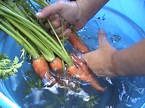 Washing the Carrots