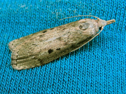 5629 Bee Moth, Aphomia sociella, female, 22 mm