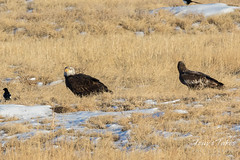 Bald Eagles dine on Prairie Dog