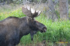 September 7, 2015 - A bull moose grazes in the rain at Long Lake. (Ed Dalton)