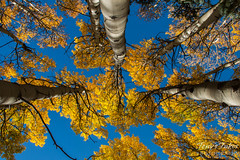 A canopy of gold above the forest