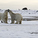 Polar Bear Play Fighting-AK2015