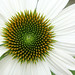 Park Slope Flower • <a style="font-size:0.8em;" href="http://www.flickr.com/photos/124925518@N04/23599435305/" target="_blank">View on Flickr</a>