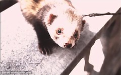 Would you like to pet my ferret?