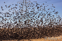 December 6, 2015 - A 'swarm' of blackbirds in Adams County. (Bobby H)