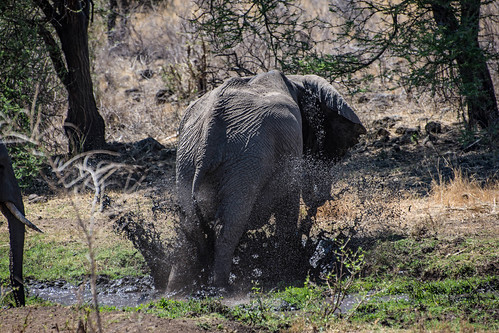 An elephant stomping in the mud • <a style="font-size:0.8em;" href="http://www.flickr.com/photos/96277117@N00/21703112179/" target="_blank">View on Flickr</a>