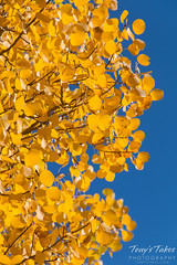 September 20, 2015 - Fall Foliage in Rocky Mountain National Park. (Tony's Takes)