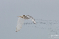 Snowy Owl takes flight
