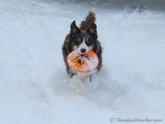 December 15, 2015 - Scout will play Frisbee in any weather. (ThorntonWeather.com)