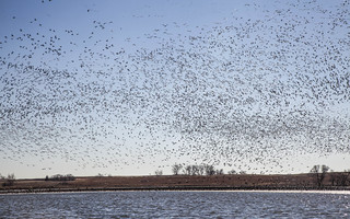 Kansas Pheasant Hunt 52