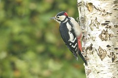 _DSC3491 Grote Bonte Specht : Pic epeiche : Picoides major : Buntspecht : Great Spotted Woodpecker