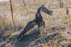 Juvenile Bald Eagle crosses a barbed wire fence