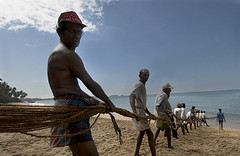 Fishermen pulling in long nets made of coir