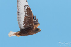 Dark Morph Ferruginous Hawk in flight