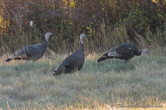 October 11, 2015 - Wild turkeys were out along Riverdale Road. (ThorntonWeather.com)