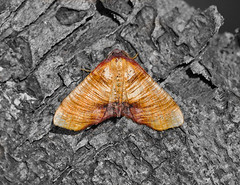 Moths Pegwell Bay