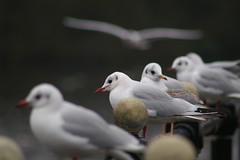 Depth Of Field