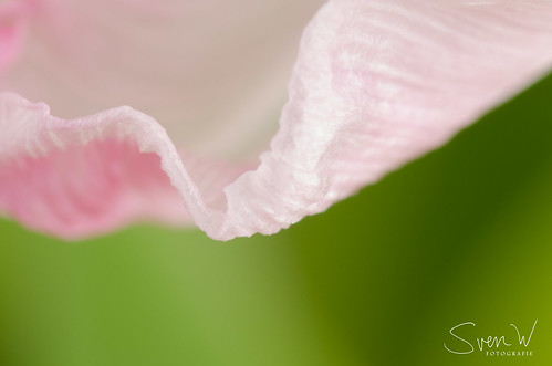 Tulp; rand van een blad