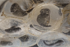 Embrioni di Rana italica