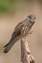Gheppio (falco tinnunculus) Kestrel