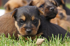 Puppies born 09-14-15
